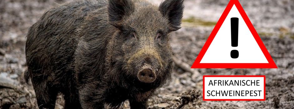 Afrikanische Schweinepest