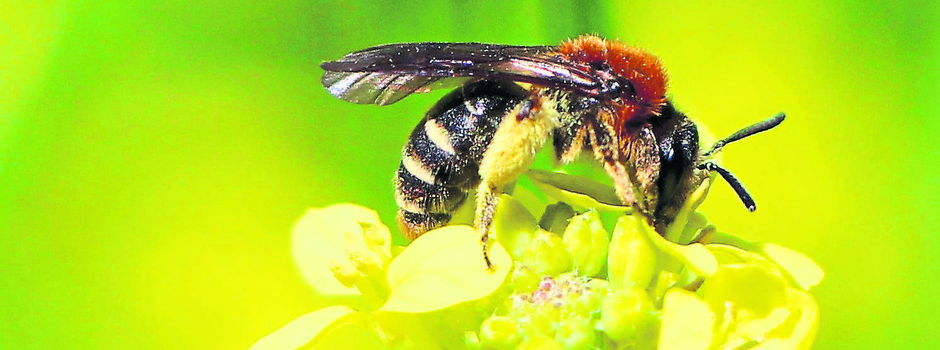 Bündnis will „Bienen und Bauern retten“