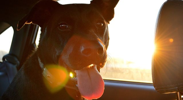 Hunde im Augsburger Sommer: Tipps und Bademöglichkeiten