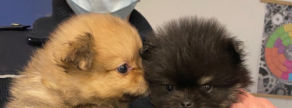 Polizei rettet Hundewelpen aus Wohnung