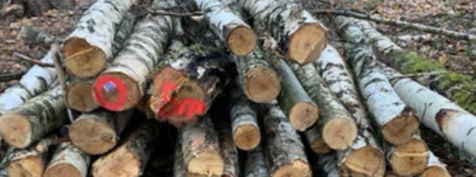 Günstiges Birke-Brennholz