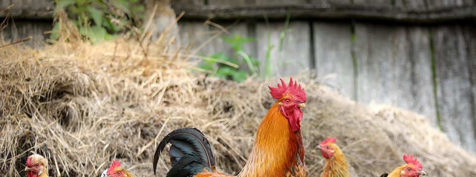 Kreisverwaltung ordnet Stallpflicht für Geflügel an