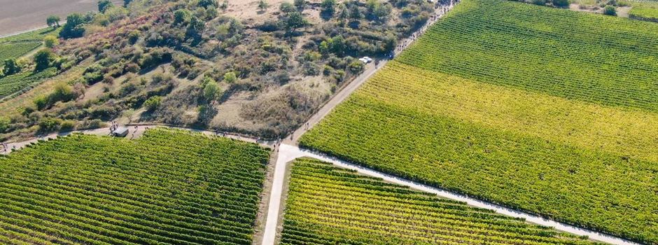 Mit dieser Weinwanderung könnt ihr in den Herbst starten