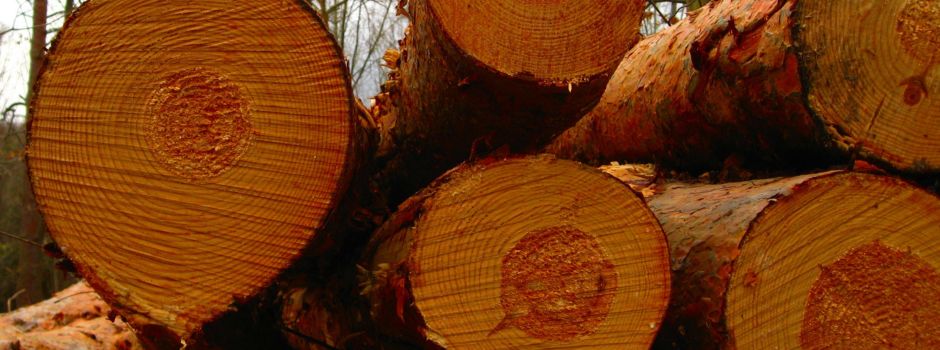 Nach Hitze-Check: Umweltschützer gehen auf Stadt Mainz los