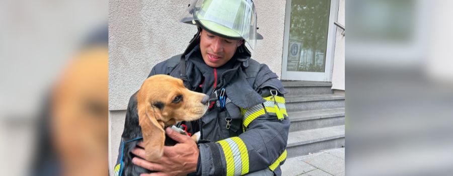 Mainzer Feuerwehr rettet Hund aus rauchender Wohnung
