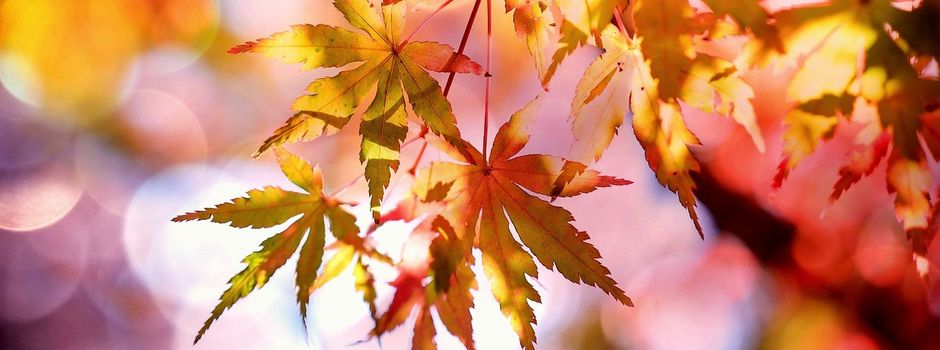 Spaß im Herbst: Ferienpass ist online
