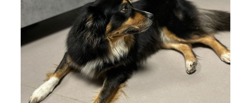 Ausreißer auf vier Pfoten in Wintersheim gestrandet. Wem gehört die Hundedame?