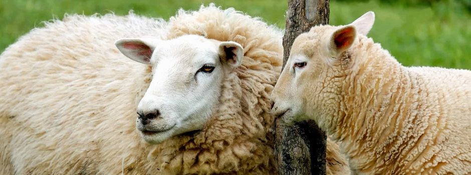 Schafe geraten in Panik und flüchten auf Fahrbahn