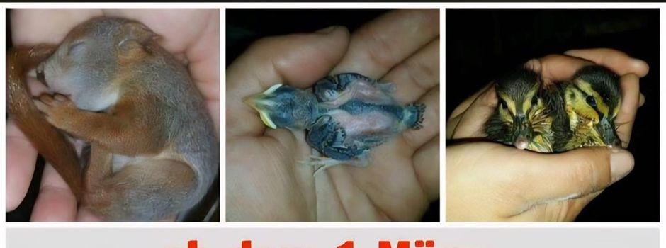 Brut und Setzzeit 2026!!