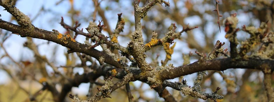 Plätze zur Entsorgung von Ast- und Baumschnitt geschlossen 