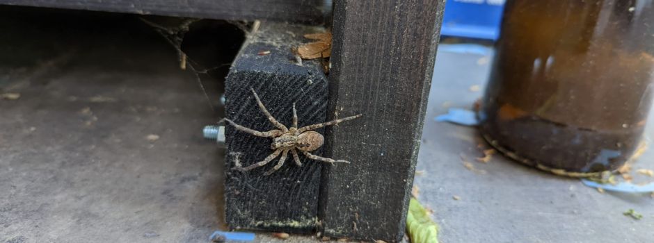 Immer mehr Nosferatu-Spinnen in Mainz