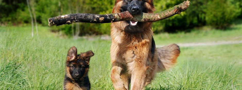 Freilaufende Hunde in Dedenbach: Regeln und Vorfälle im Fokus