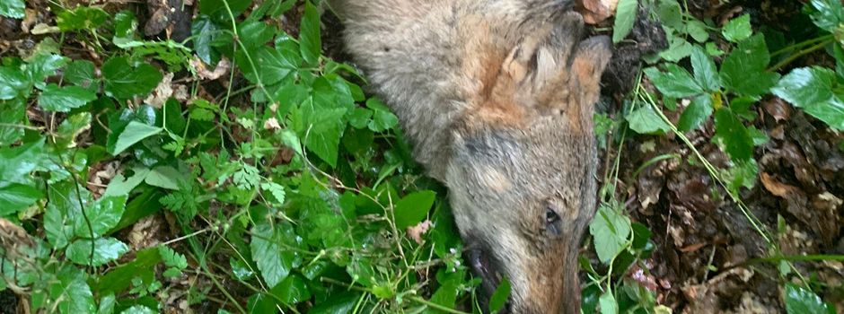 Wolf von Pkw erfasst