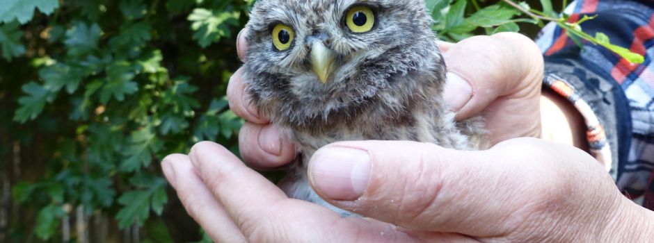 Vom Zoo in die Freiheit: Neuwieder Steinkäuze erobern Ostfriesland