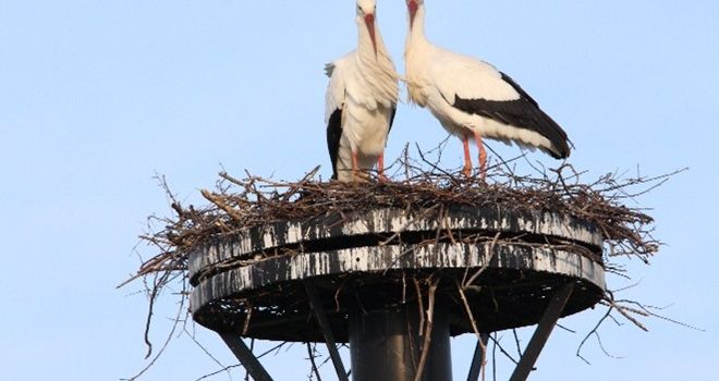 Weißstorchentwicklung im Kreis Gütersloh – Herzebrock‑Clarholz wird fester Brutstandort