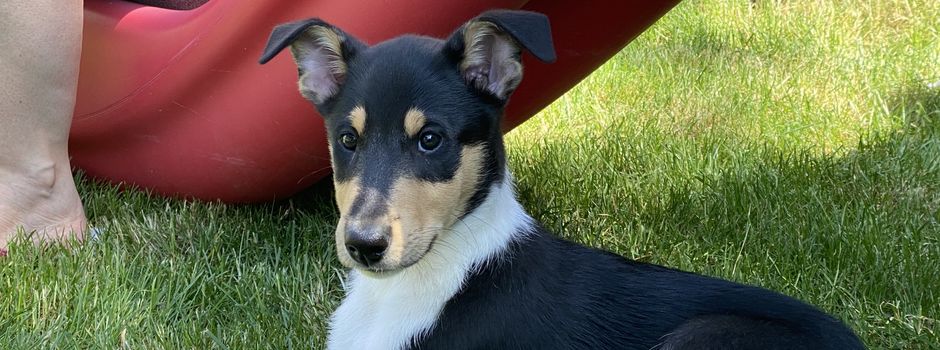 Hunde adoptieren im Mainzer Taubertsbergbad