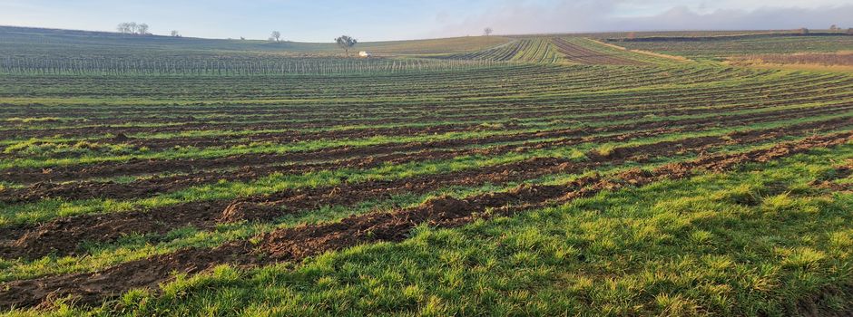 Flurbereinigung am Paterberg Nierstein geht weiter