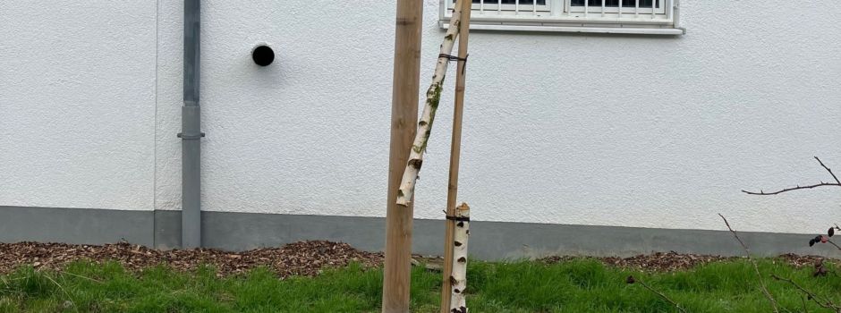 Vandalismus in Mainz: Junge Bäume durchgesägt