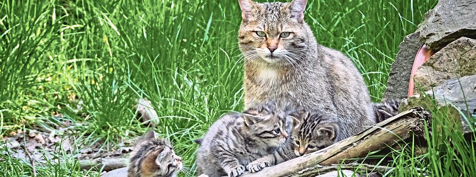 Auf den Spuren der Wildkatze