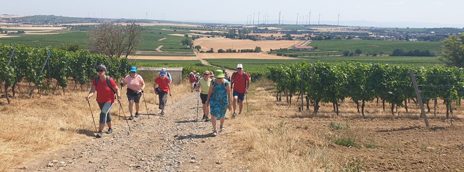 Wandern, wo der Löss Geschichte erzählt: Rheinhessen-Walker erkunden neue „Hiwweltour“