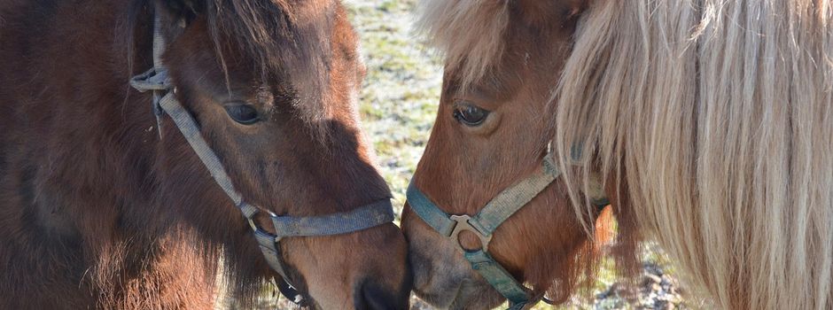 ☀️ Sommer-Reiterferien in der Ponywelt Niedersimten

