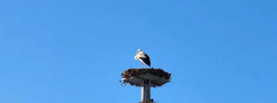 Passend zum Sonnenschein - der Storch ist da!