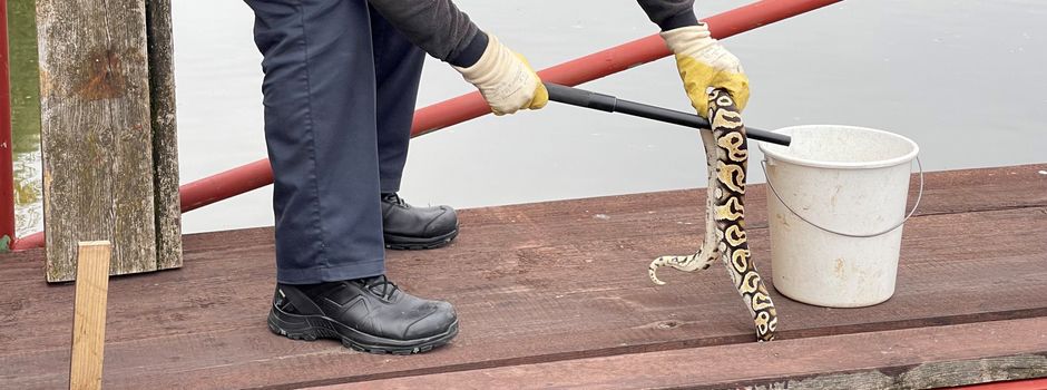 Wasserschutzpolizei fängt Königspython in Wiesbaden ein