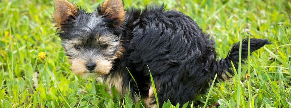 Verunreinigung durch Hundekot
