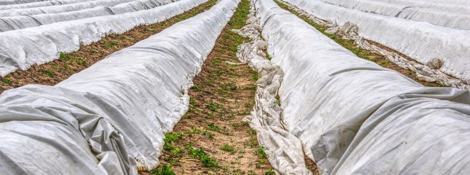 Nicht verkaufter Spargel: Warum er wieder auf den Feldern landet