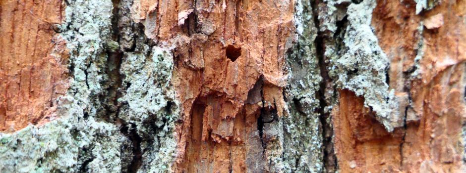 Was tun gegen den Eichenprachtkäfer?