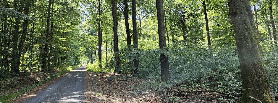 Einladung zum Waldbegang