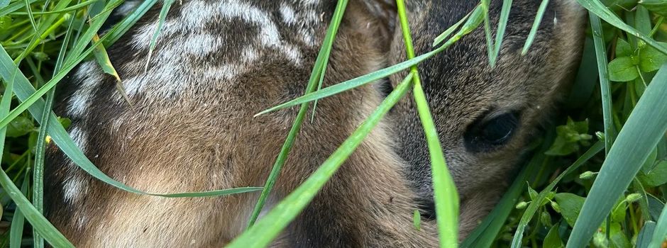 Ehrenamtlicher Kitzretter schützt Rehkitze in Grünow und Umgebung