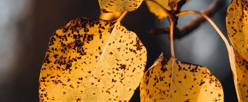 Laub, Schnee, Eis: Diese Verpflichtungen haben Eigentümerinnen und Eigentümer