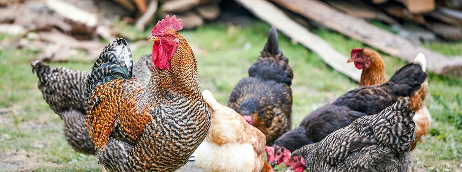 Vogelgrippe-Verdacht bestätigt: Stallpflicht für Geflügel in Mainz und Mainz-Bingen