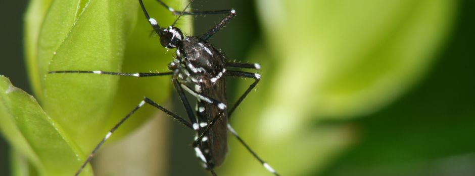 Die Tigermückensaison beginnt – Mithilfe der BürgerInnen ist gefragt!