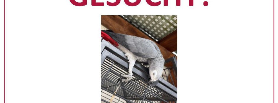 Gesucht: Vogel Kiki