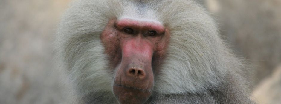 Zoo Augsburg verteidigt sich nach Abgabe der Paviane gegen heftige Kritik