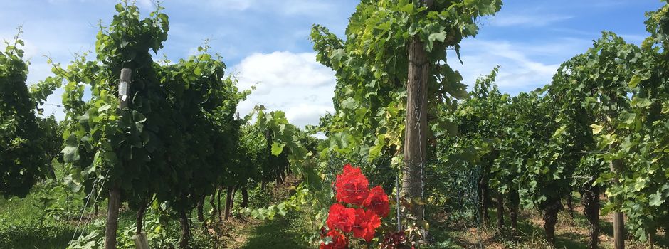 Veranstaltungen der Kultur- und Weinbotschafter Rheinhessen in Rhein-Selz