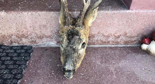 Abgetrennter Rehkopf gefunden