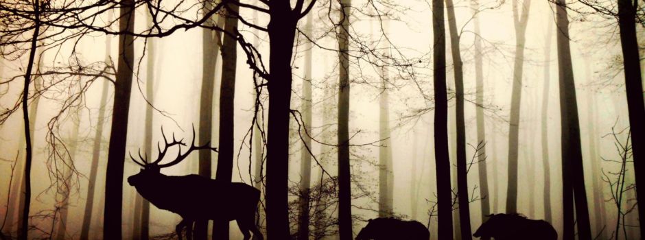Vorsicht, Wildtiere kennen keine Zeitumstellung