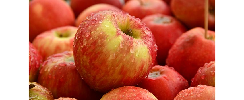Gemeinsam für den guten Saft: NABU lädt zur Apfelernte ein