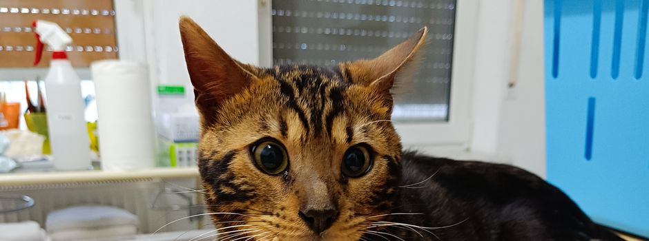 Kater in Morschheim gefunden