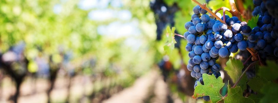 Ende der diesjährigen Weinbergshut