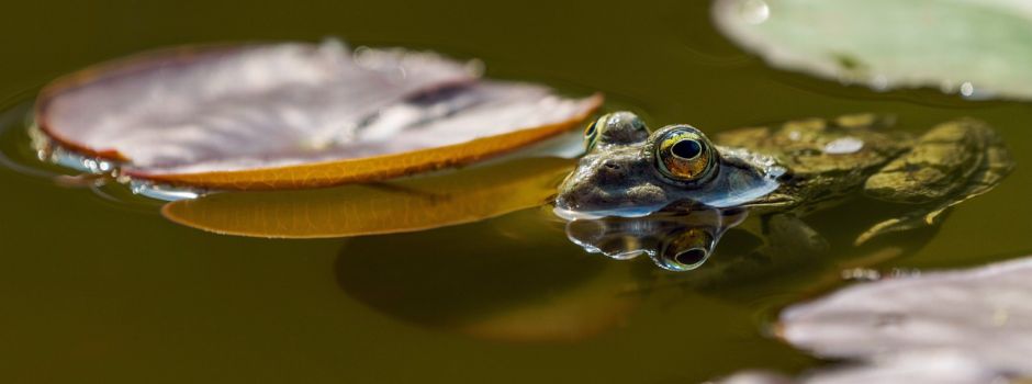 Amphibienwanderungen - Ehrenamtliche Helfer*innen gesucht!