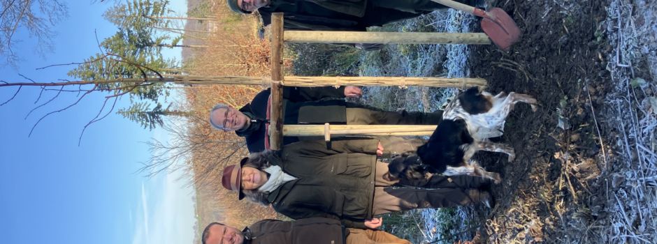 Baumpflanzung Winterlinde