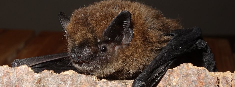 Stadt Augsburg warnt: Fledermäuse auf Winterquartiersuche