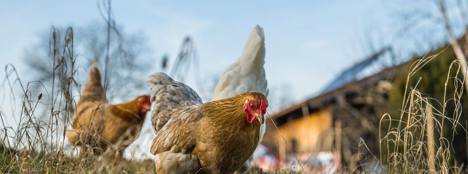 Erneute Anordnung: Aufstallung von Geflügel