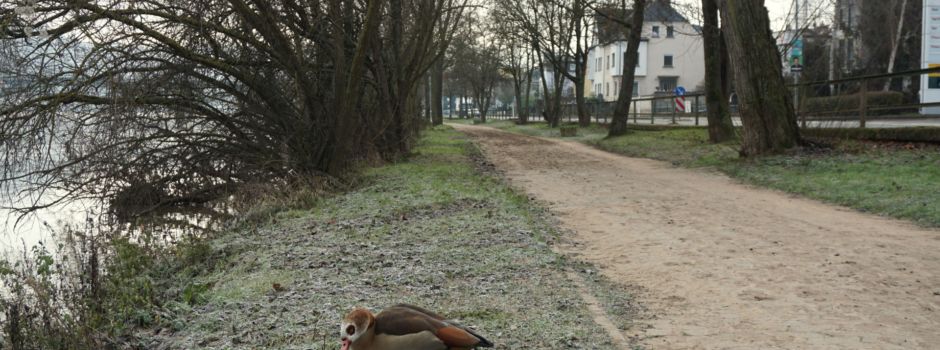 Hochwasserschäden in Koblenz: Leinpfade bleiben gesperrt
