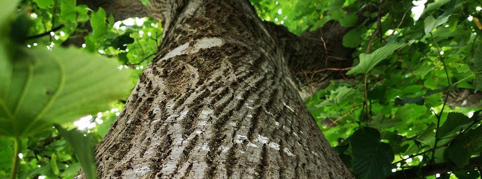 Jetzt Baumpate im Jubiläumswald werden!