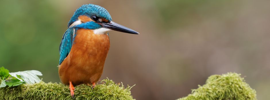 In unserer Region: Der Eisvogel